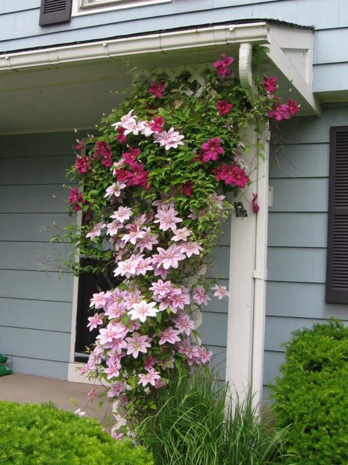 popínavé rastliny september rozkvitnutý plamienok záhradný tvar jeseň