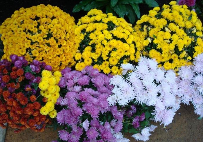 chryzantéma jesenné rastliny záhradný dizajn žltá ružová červená biela