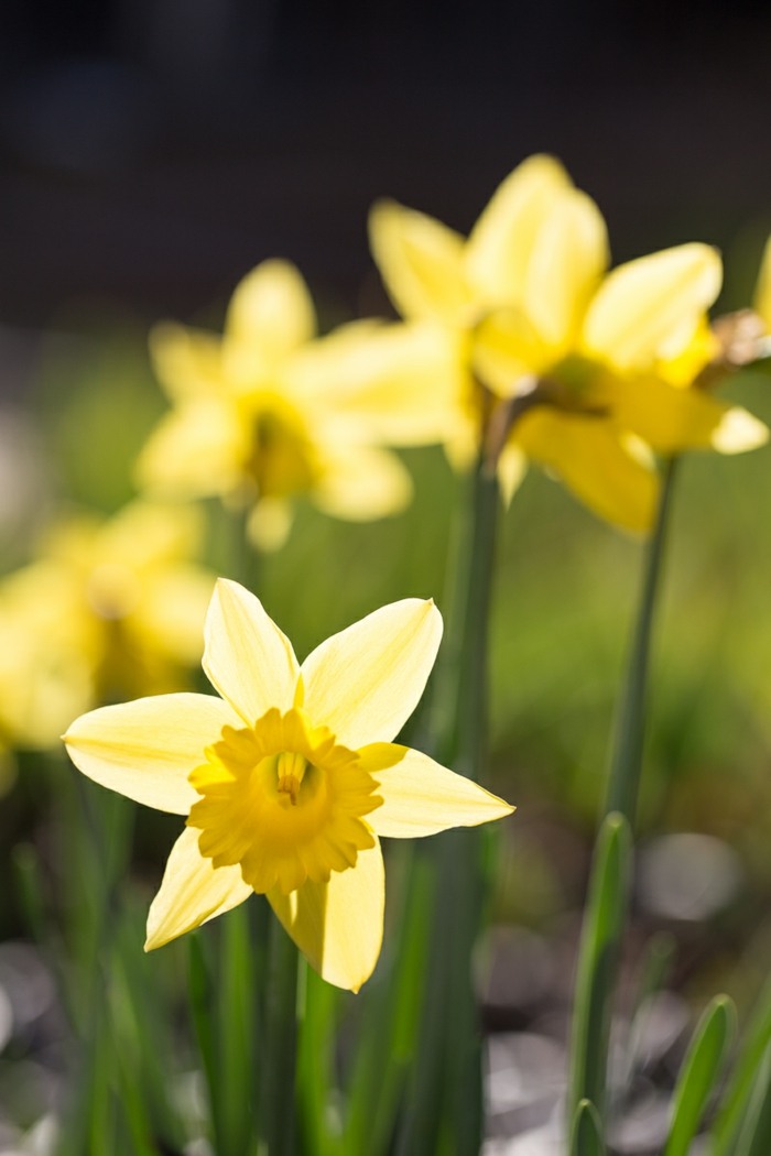 narcis veľkonočné zvony žltá cibuľa rastliny september
