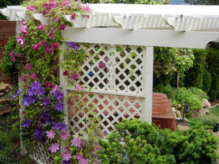 plamienok záhradný plamienok mreže pergola purpurová ružová september