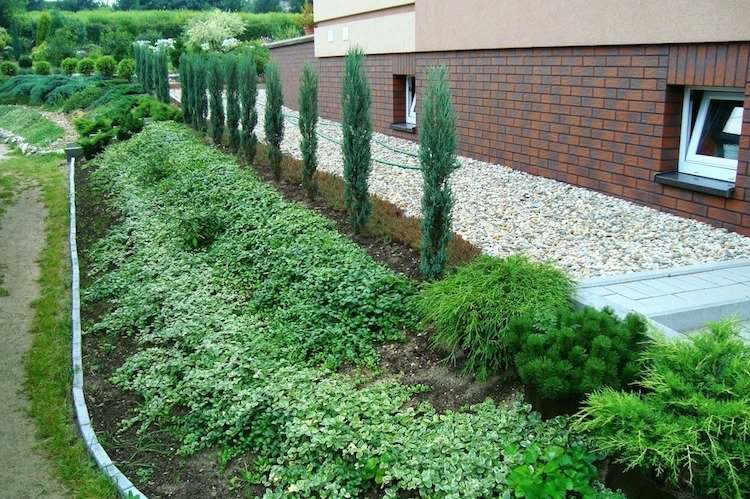 vždyzelené rastliny - zemné kryty a ihličnany a štrk na chodník terénne úpravy-svah-dom-štrk-bielo-zemný kryt-vždyzelené-ihličnany
