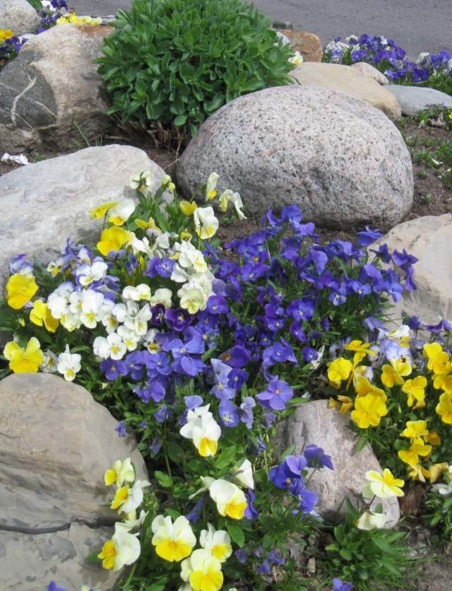 nápady na záhradu dekorácie kamene macešky medzi nimi