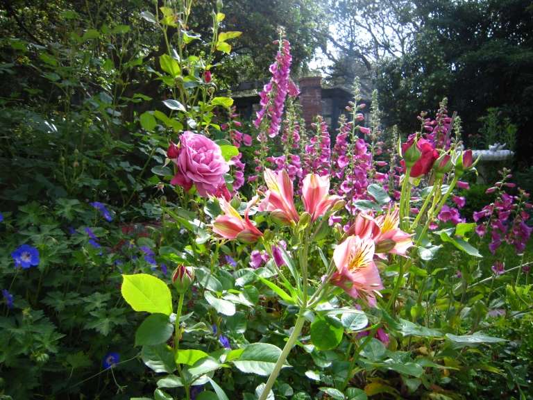 Nápady na záhradu a terasu Trendy v záhrade priateľské k včelám Ruže