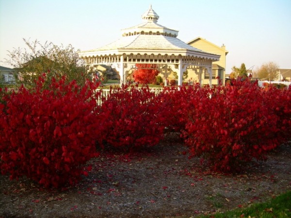 obrazovka na ochranu osobných údajov altánu červené kríky