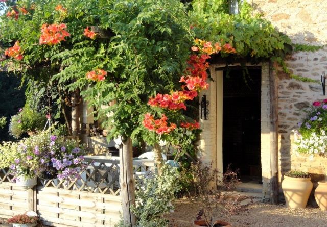trúbka kvetina pergola výsadba kvetov taliansky vzhľad