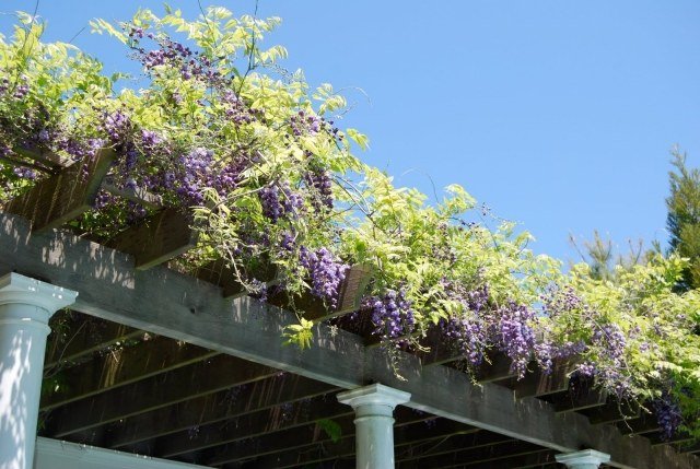 wisteria horolezec pergola postaviť drevený kameň