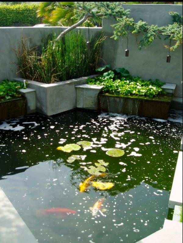 Chov rýb päť tipov pre záhradný rybník na dvore