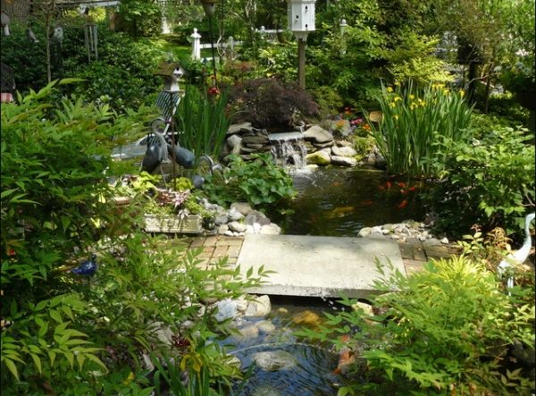 bohatá flóra päť tipov pre záhradné jazierka na dvore