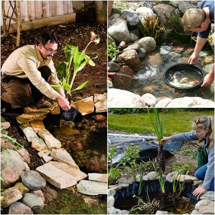 záhradné jazierko-rady-starostlivosť-zimné-dôkaz-jarné-čistenie-rastlín-ryby