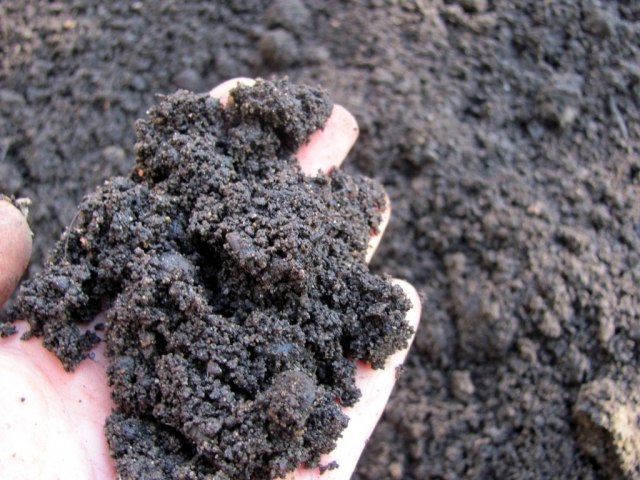 Záhradnícke tipy na vlhké semená zimnej pôdy Záhradnícke tipy na vlhké semená zimnej pôdy