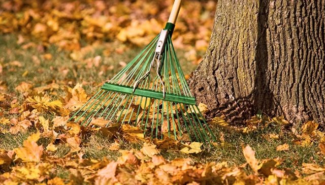 záhradnícke tipy-zima-jesenné-listy-hrdlo