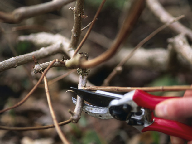 Záhradnícke tipy-zimné prerezávanie-vinič