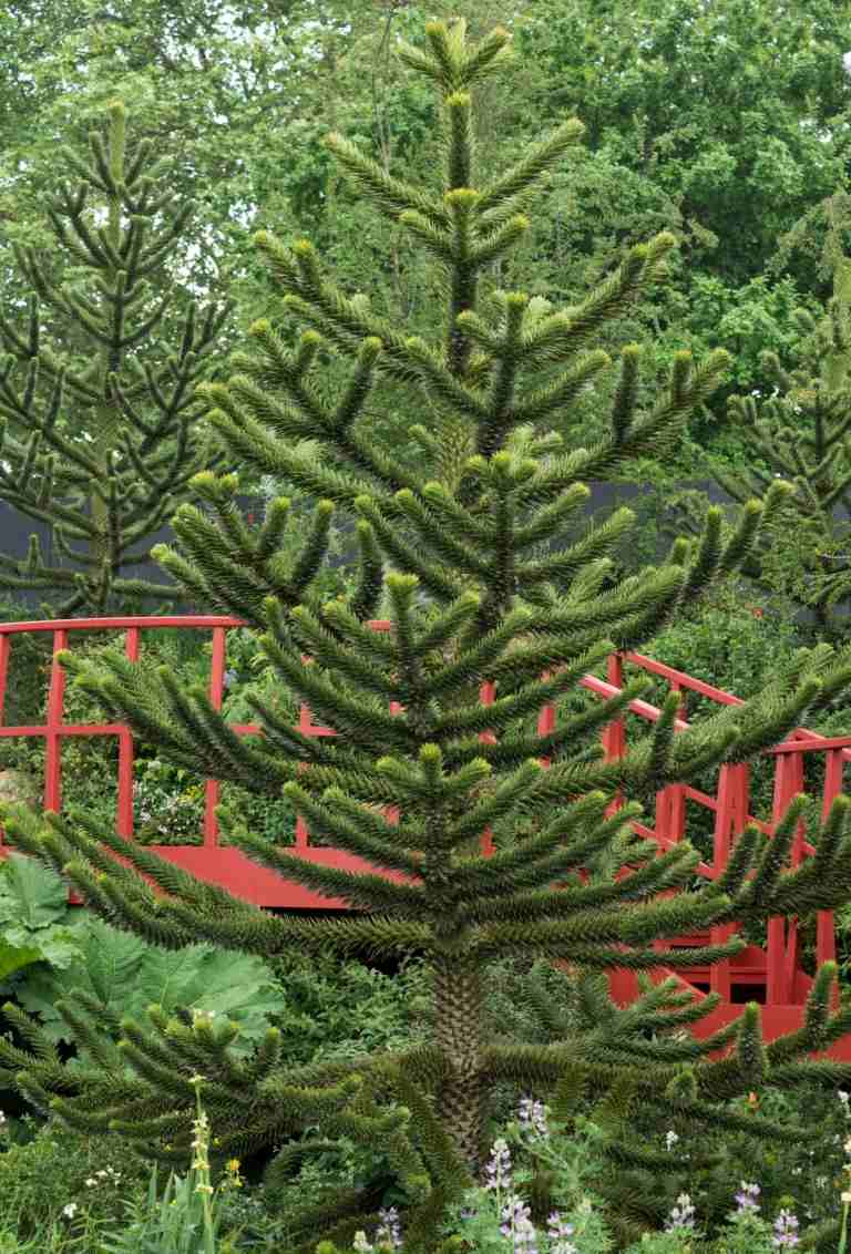 Čilejská araukária (Araucaria araucana) ako strom vo veľkej záhrade