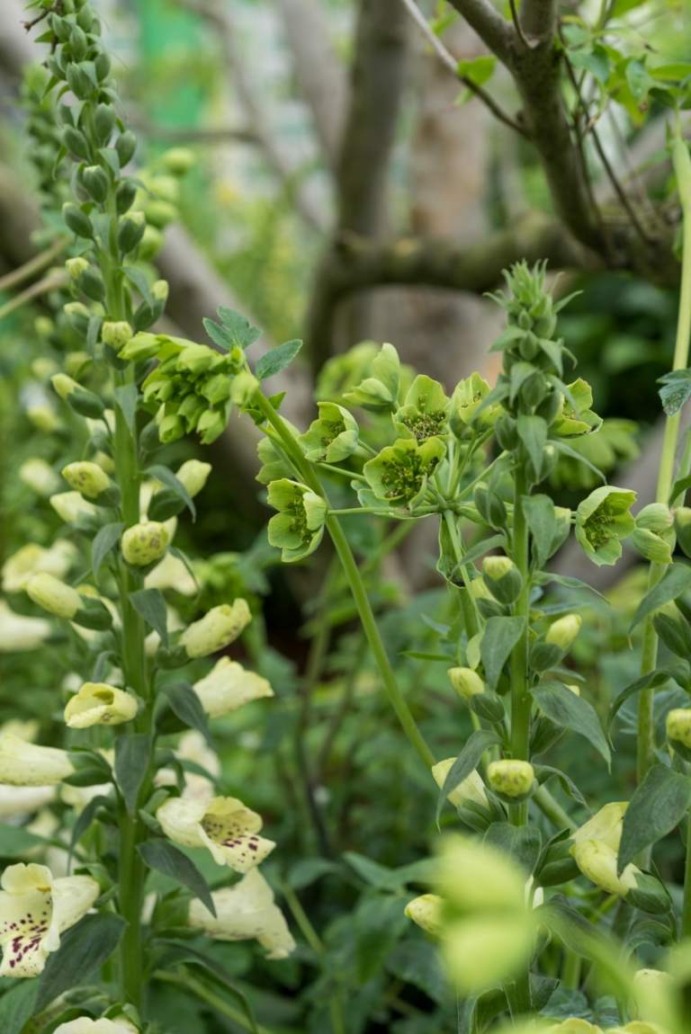 Nechajte kríky a kríky rásť a udržujte ich bez topiary