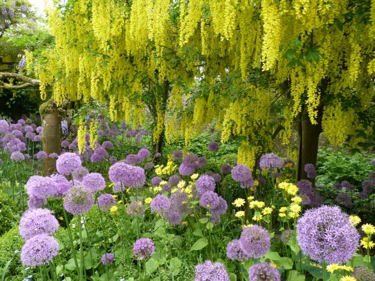 Žltý laburnum a ružové allium ako kombinácia kontrastných farieb