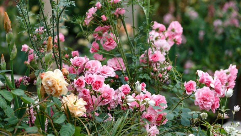 Jemné farebné kvietky vytvárajú záhradu v štýle chaty