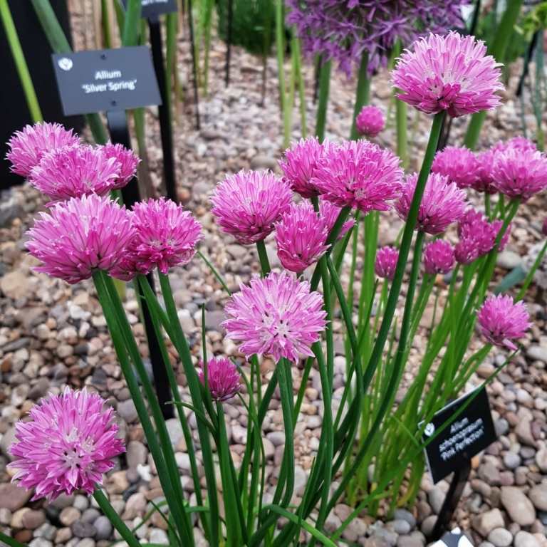 Okrasná cibuľa (Allium) na ozdobenie záhonov a na textúru