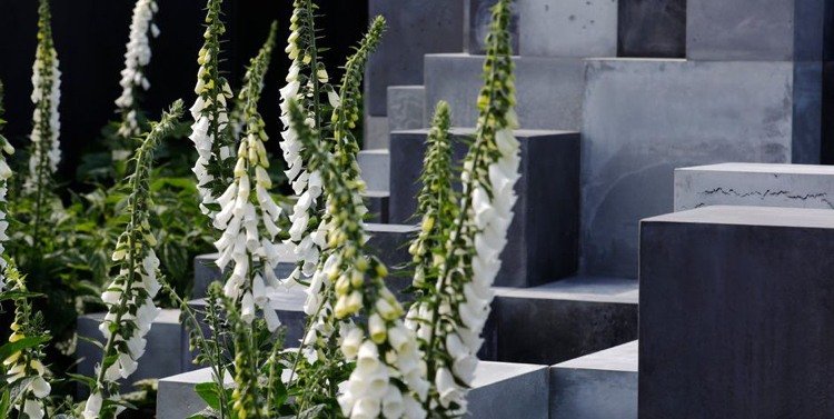 Digitálne náprstky sú biele proti betónu