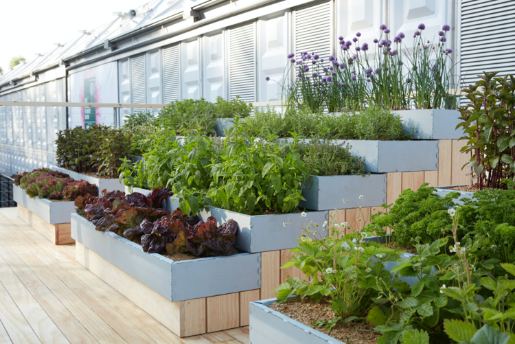 vertikálne záhradné bylinky konzervované mäty jahody