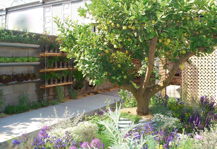 Pestovanie šalátu v skúmavkách v konzervovaných bylinkách a plastových fľašiach