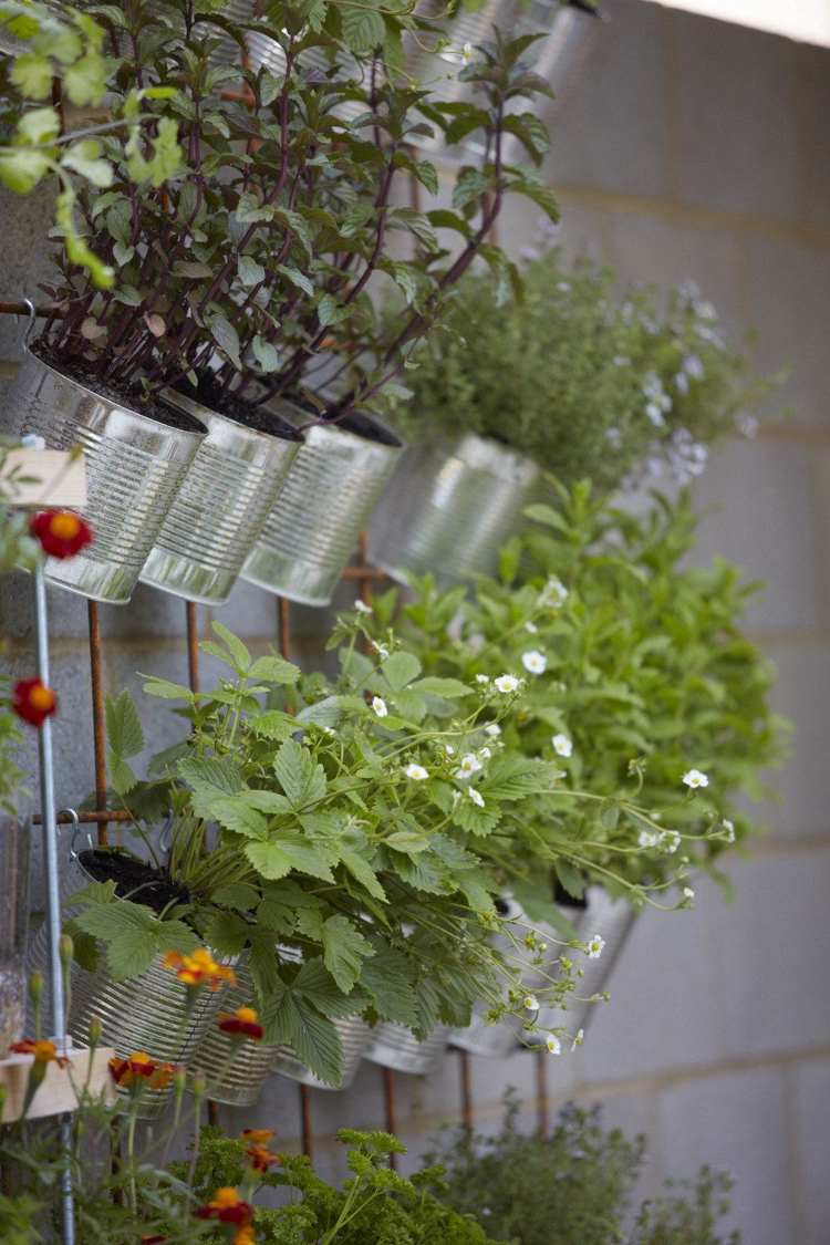 vertikálne záhradné bylinky konzervované mäty jahody