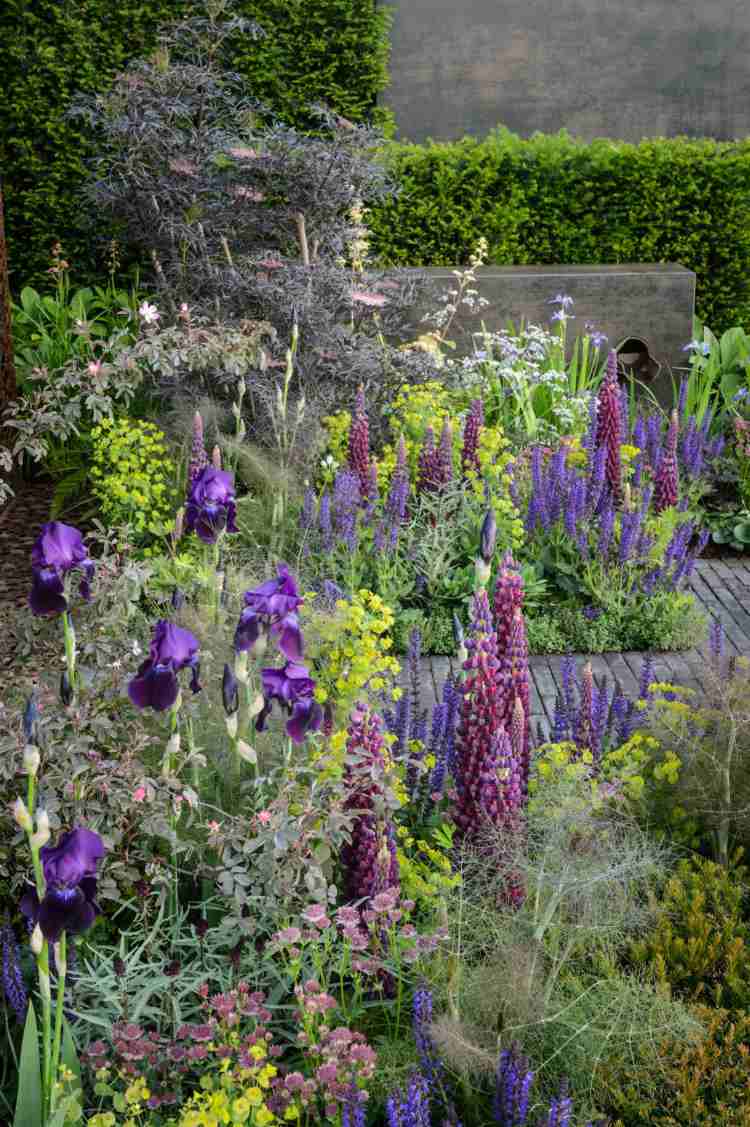 purpurovo kvitnúce trvalky lupiny kosatce záhradné