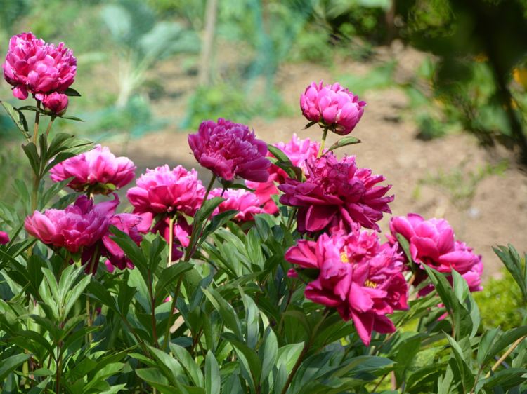 Pivoňková kerová záhradná fuchsiová farba