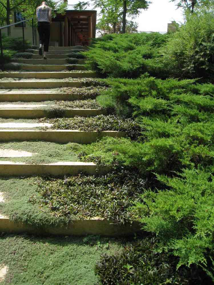 Zelené schody s machom a zemným krytom Build-your-own-garden-stairs-green-ground-cover-machs of of Samozřejmě