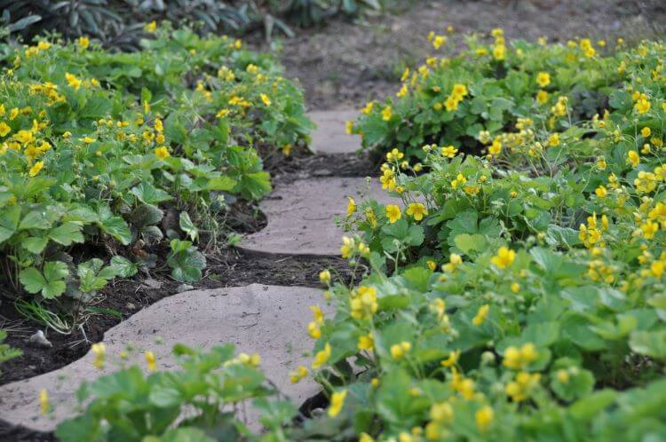 žltá kvitnúca pôdna pokrývka odolná Waldsteinie
