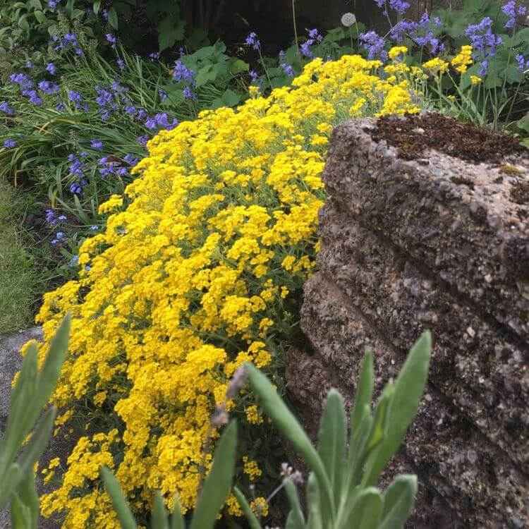 Žltý kvitnúci pôdny kryt Rock Steinkraut pre steny a svahy