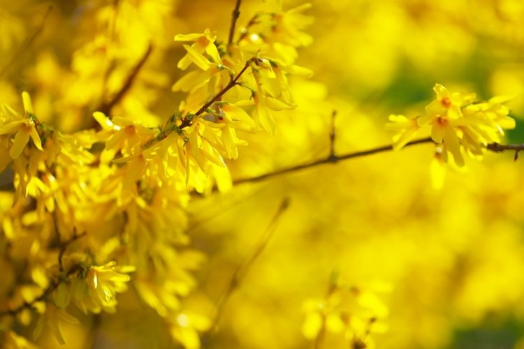 Žlté kríky kvitnúce na jar -Forsythia (Forsythia x intermedia)