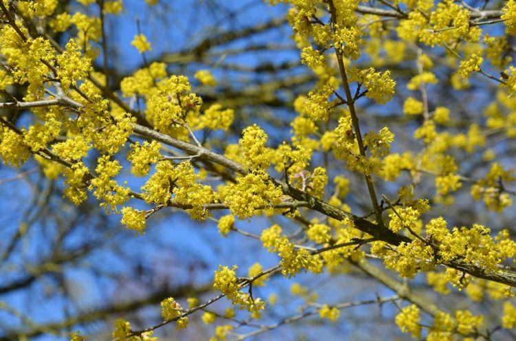 Žlté kríky - čerešňa Cornelian (Cornus mas) so žltými kvetmi a červenými plodmi