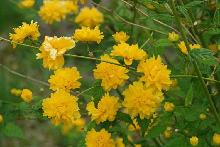 Výsadba žltých kríkov - ranunculus (Kerria japonica)