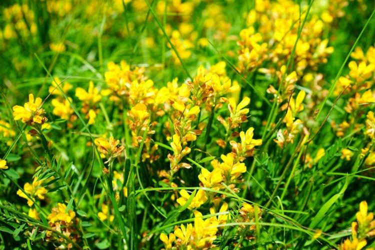 Žlté kríky do malých záhrad - Dyerova jalovica (Genista tinctoria)