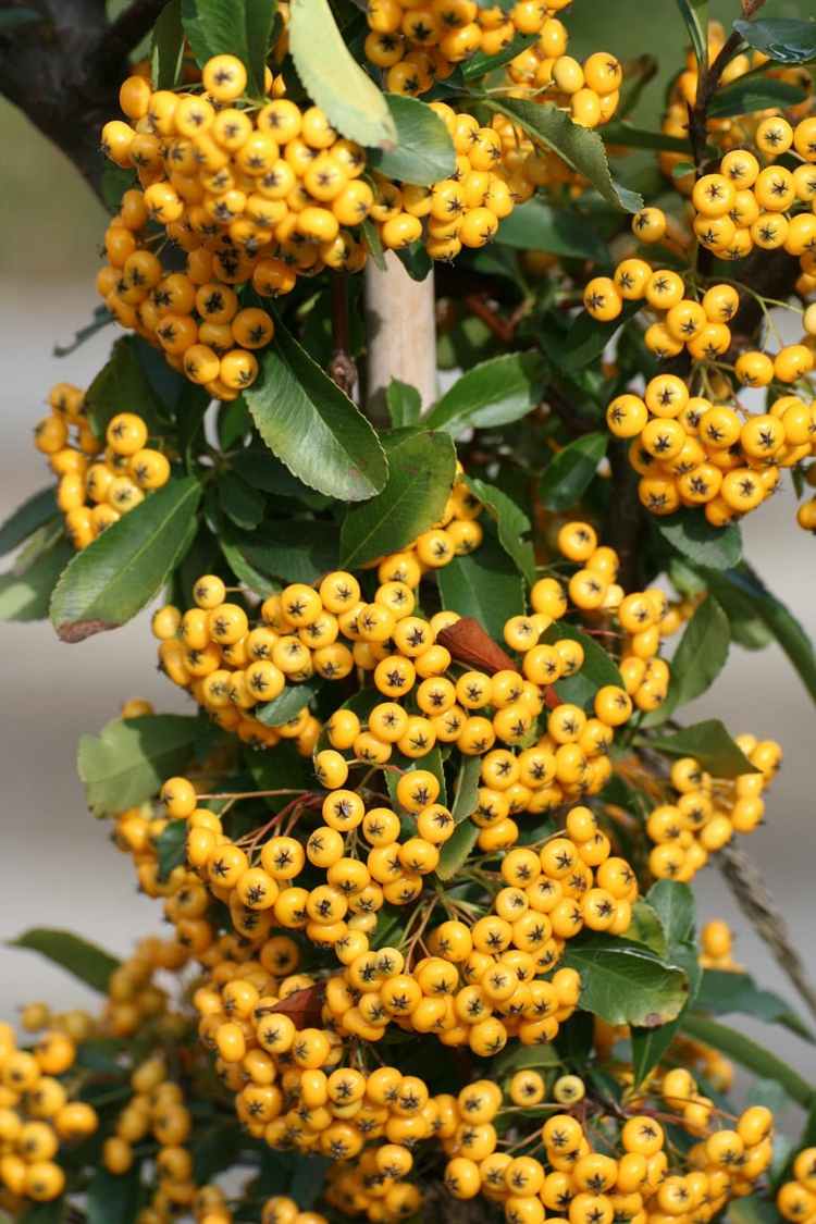 Firethorn (Pyracantha) zdobí záhradu žltými bobuľami