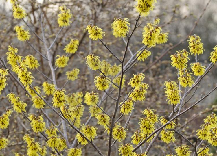 Žlté kríky - hamamel (Hamamelis) má zaujímavé kvety a v záhrade púta pozornosť