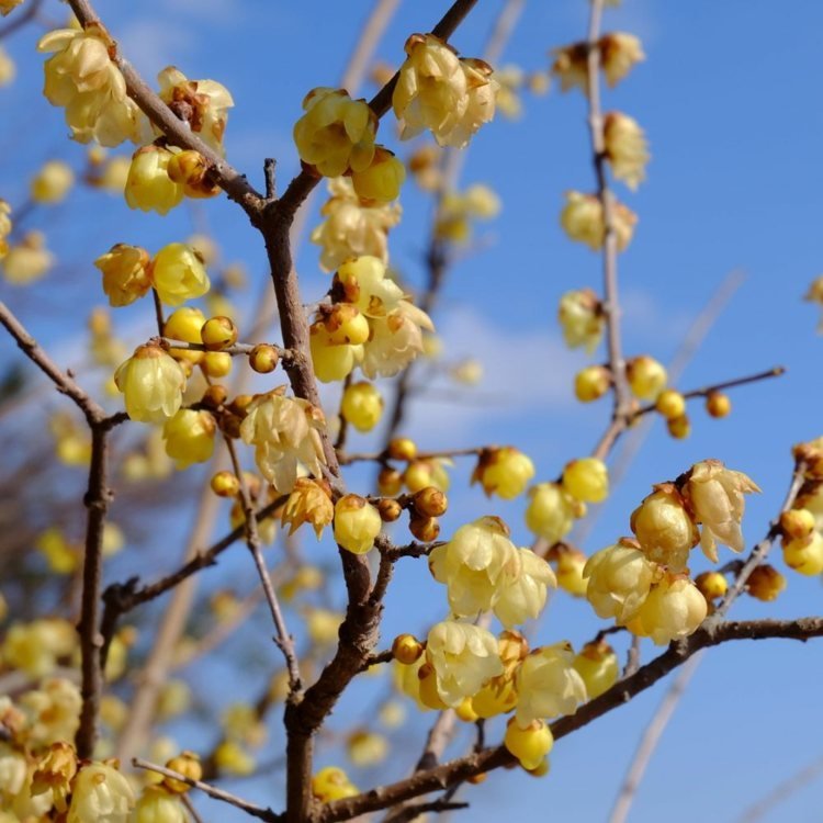 Zimný kvet čínsky (Chimonanthus praecox) získava v zime žlté kvety