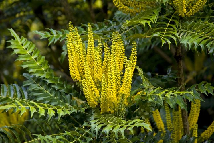 Zimné hrozno Oregon (Mahonia x media) vzpriamené, žlté súkvetia a atraktívne listy