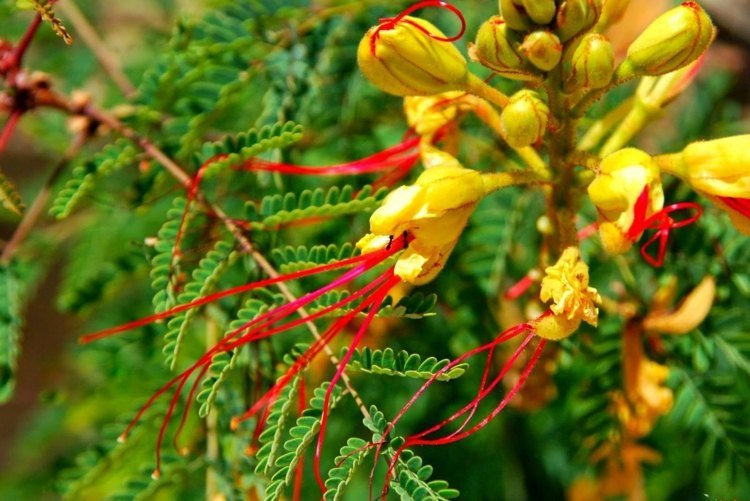 Rajský vták (Caesalpinia gilliesii) - kombinácia farieb zelenej, žltej a červenej