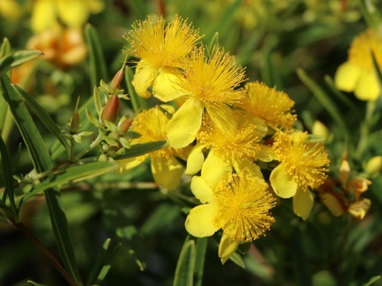Ľubovník bodkovaný 'Gemo' - Hypericum kalmianum 'Gemo' / Syn.densiflorum 'Gemo'
