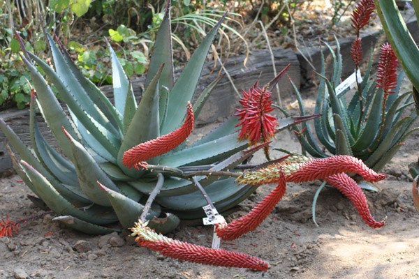tipy na úsporu vody záhradné suché rastliny odolné voči suchu šetriť vodou v záhrade suché rastliny odolné voči suchu