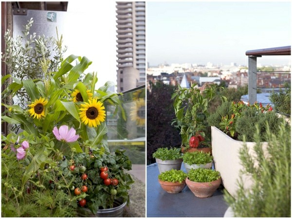 Slnečnicová paradajková bylina Výsadba balkóna v lete Bylinky balkónová výsadba letná starostlivosť o paradajky