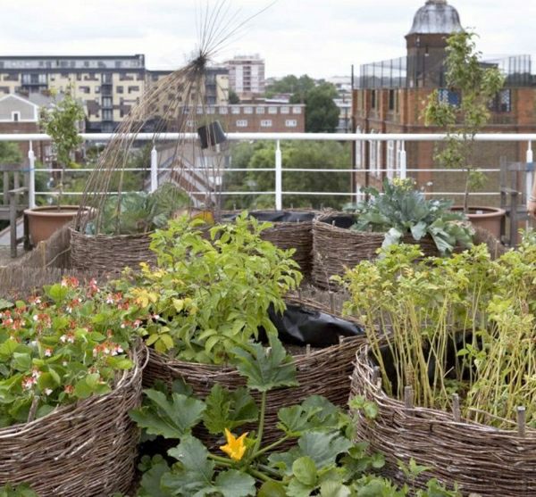 Zeleninová záhradná strešná terasa vytvára tipy pre starostlivosť Zasaďte tipy na starostlivosť o strešnú terasu