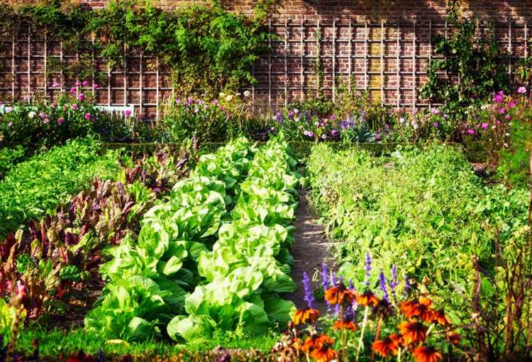 Zelenina pre polotieň, ktorá plodiny