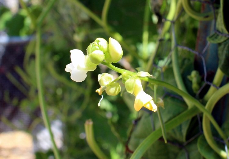 Zelenina pre polotieň výsadby fazule