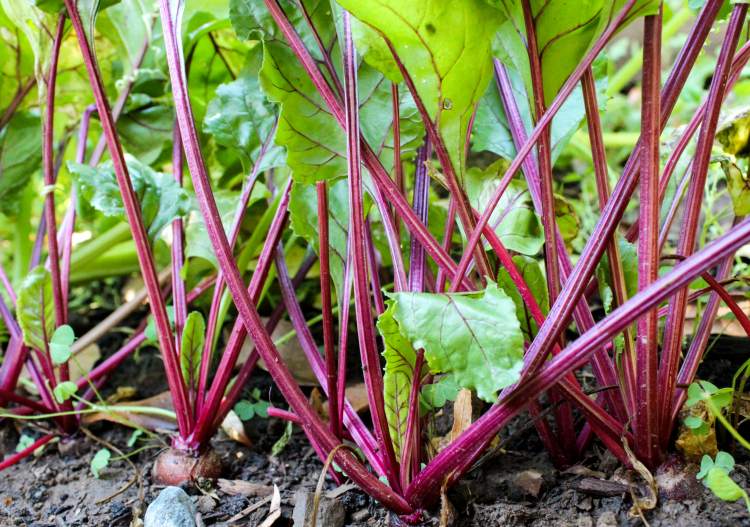 Výsadba zeleniny na cviklu v polotieni