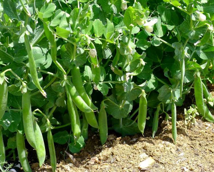 výsadba zeleniny polotieňového hrášku