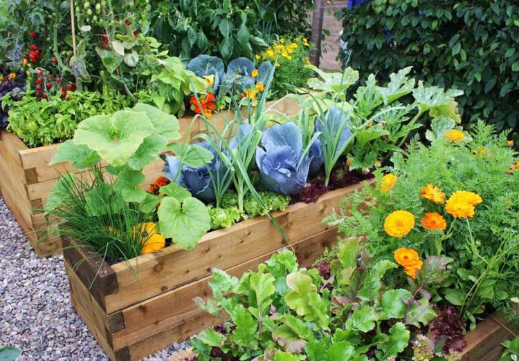 Výsadba zeleniny na čiastočný tieň v drevených záhonoch