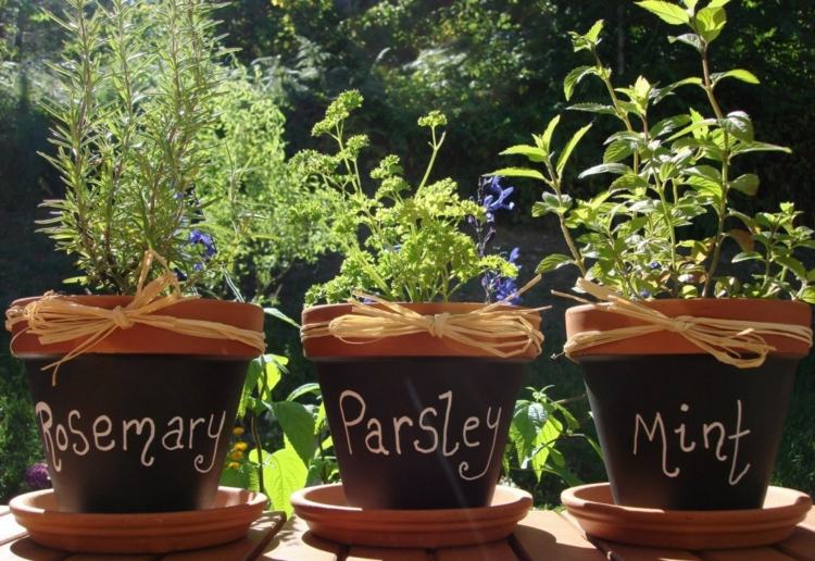 V kvetináči sa darí všetkým druhom korenia bylinky rastliny balkón terasa kvetináč nápad korenie
