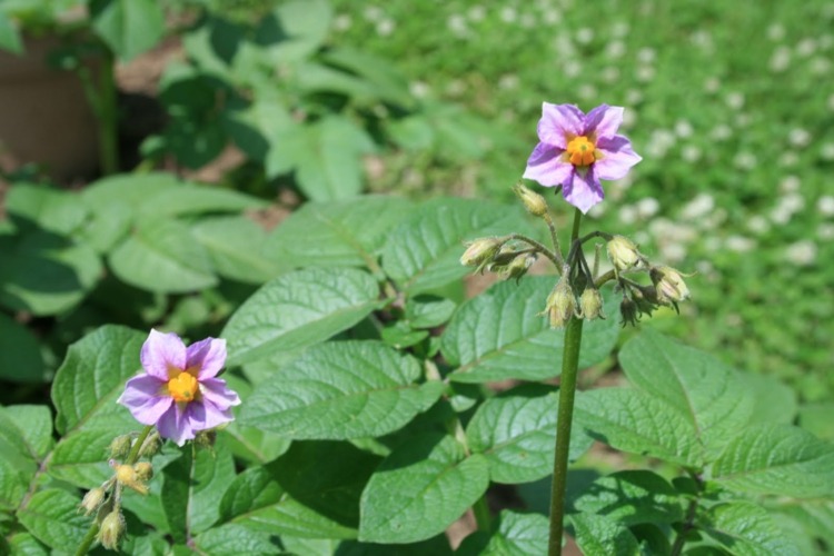 Rastliny zemiakov krásne kvitnú aj v kvetináči zemiakový kvet ružová rastlina záhrada nápad kvetináč zelenina